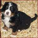 Fido 