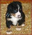 Fido1 