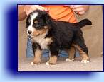 Jully 