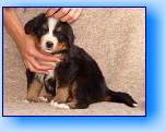 Jully2 