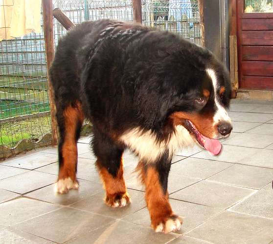 Krytí 14. 2. 2008