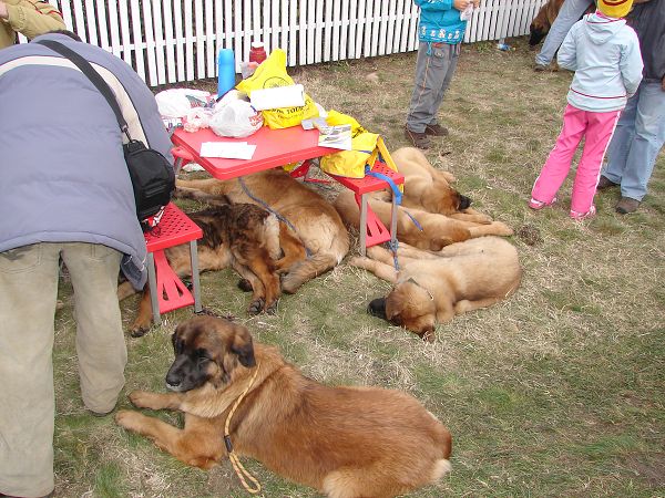 2x CACIB Budapešť - 20. - 21. 10. 2007