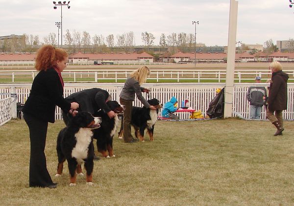 2x CACIB Budapešť - 20. - 21. 10. 2007