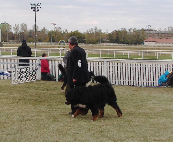 2x CACIB Budapešť - 20. - 21. 10. 2007