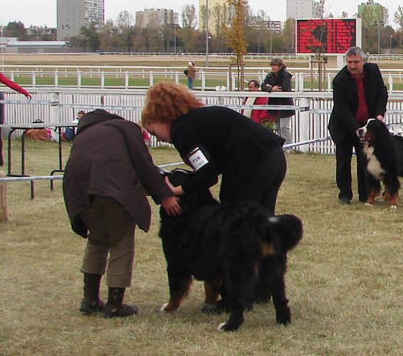 2x CACIB Budapešť - 20. - 21. 10. 2007