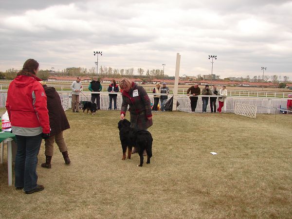 2x CACIB Budapešť - 20. - 21. 10. 2007