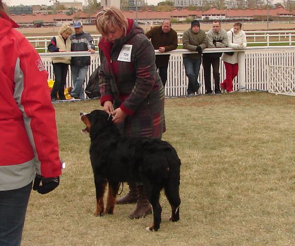 2x CACIB Budapešť - 20. - 21. 10. 2007