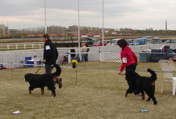 2x CACIB Budapešť - 20. - 21. 10. 2007