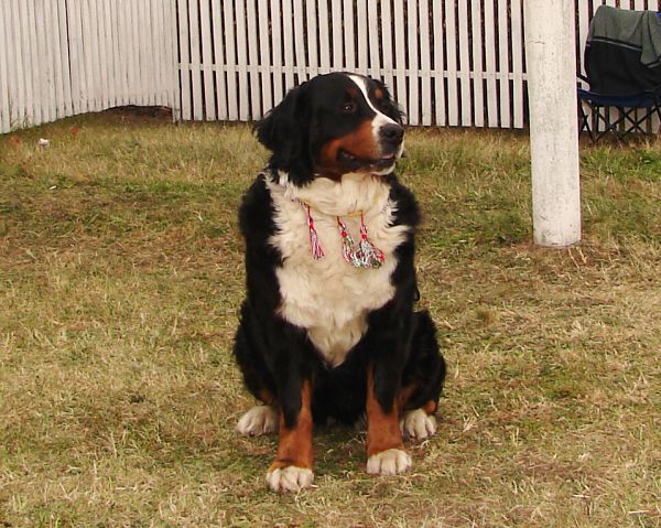 2x CACIB Budapešť - 20. - 21. 10. 2007