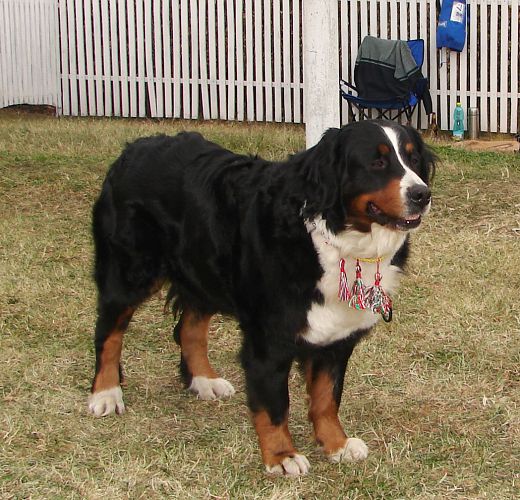 2x CACIB Budapešť - 20. - 21. 10. 2007