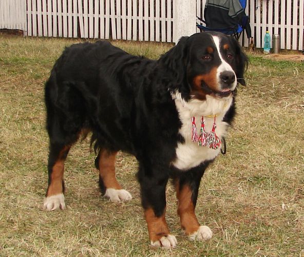 2x CACIB Budapešť - 20. - 21. 10. 2007