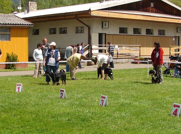 Tessa - fenky mezitřída posuzování 