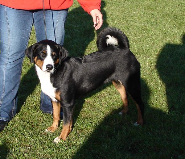 Špeciálna výstava SKŠSP - Velký Meder 18. 10. 08