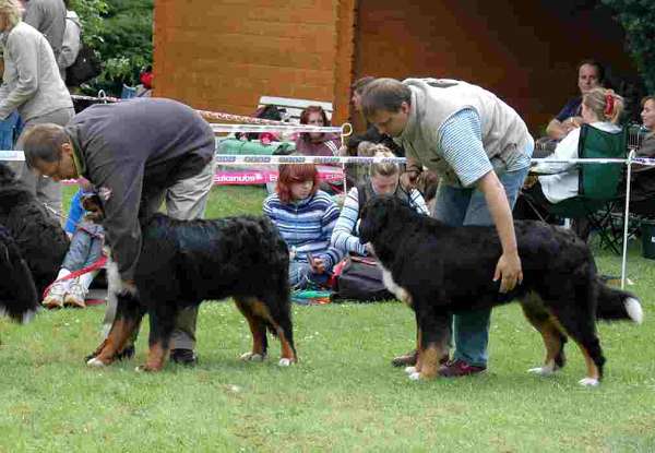Dafi, Darcy - posledn pravy 