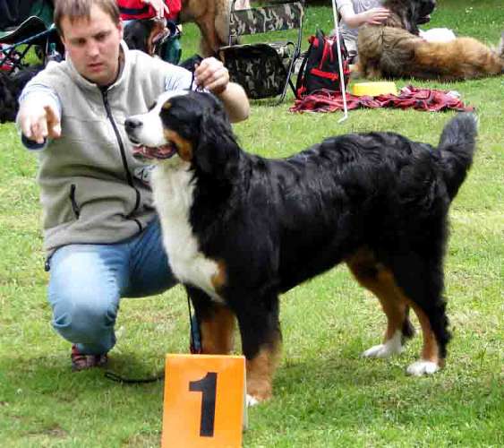 Darcy - CAC, r. CACIB 