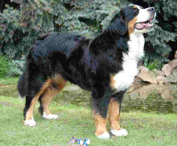 Darcy z Ochoze - r. CACIB 