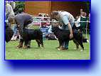 Dafi, Darcy - posledn pravy 