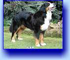 Darcy z Ochoze - r. CACIB 