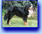 Libra Lamia Mater - CACIB_2 