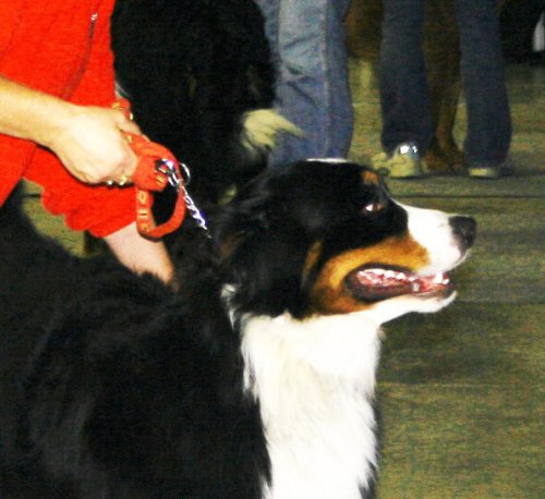 Dingo-Tonek detail 