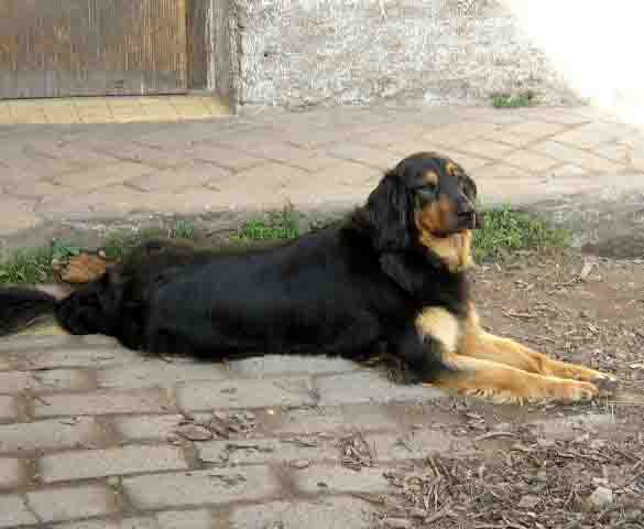 Alenka od Hrnčířského kruhu - nar. 24. 2. 1999