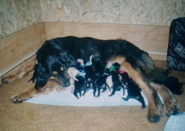 Alenka od Hrnčířského kruhu - nar. 24. 2. 1999