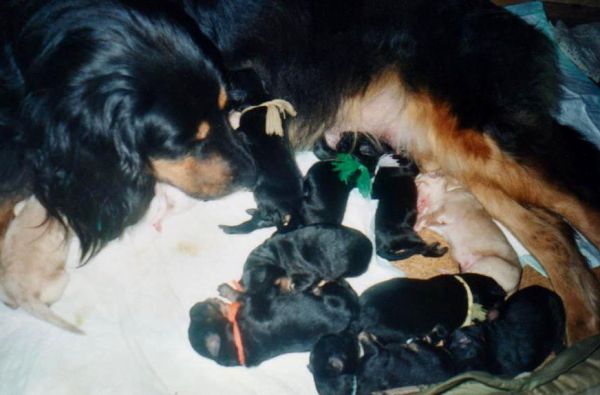 Alenka od Hrnčířského kruhu - nar. 24. 2. 1999