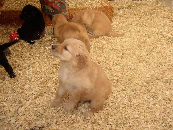 Jsou n�m 4 t�dny a kousek