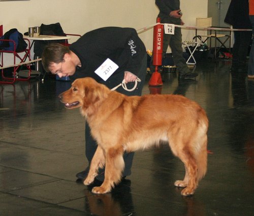 Cairo - postav packy 