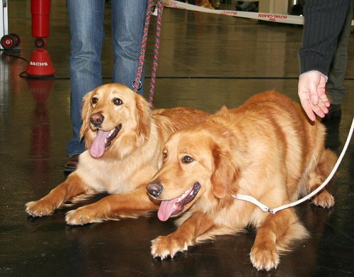 Cairo a Carmen fe��ci 