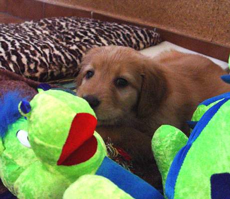 Carmen Queen Elsa - Daisy