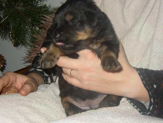 dokrmov�n� - 18 dn�