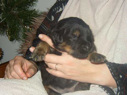 dokrmov�n� - 18 dn�