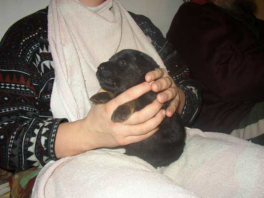 dokrmov�n� - 18 dn�