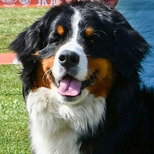 nahledovka web nase feny 225