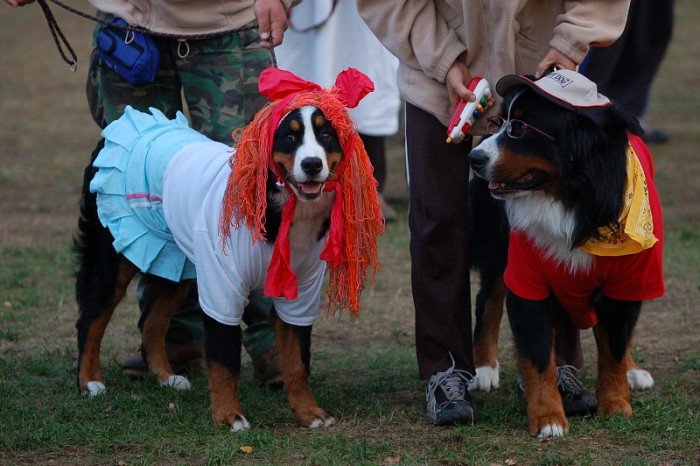 Karneval pejsků a páníčků