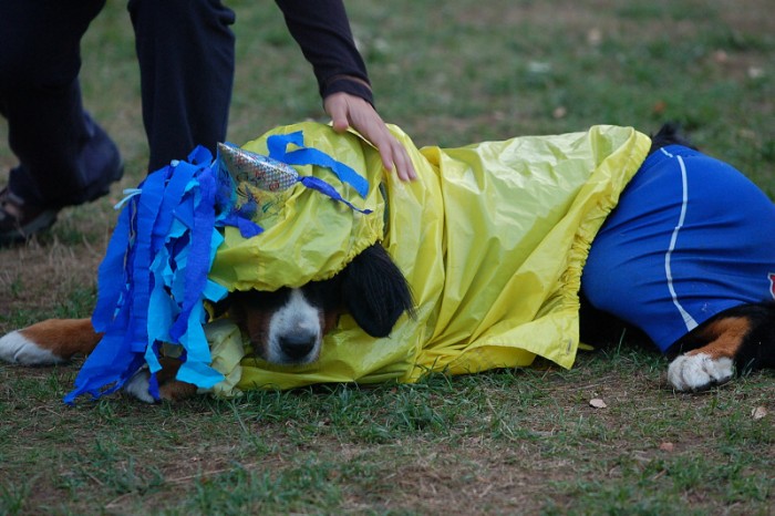 Karneval pejsků a páníčků
