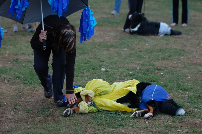 Karneval pejsků a páníčků