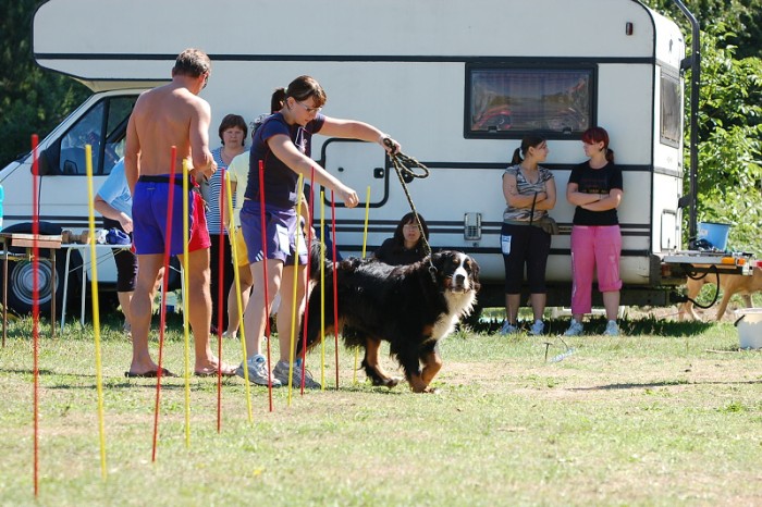 Závody o bronzového a železného psa