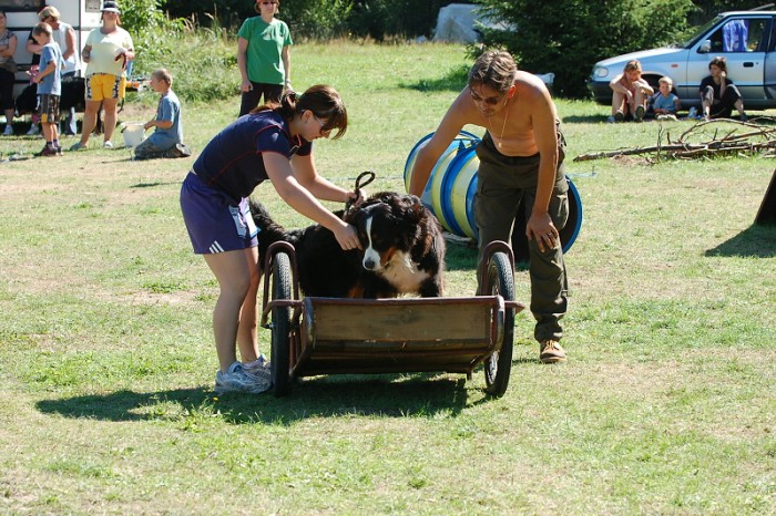 Závody o bronzového a železného psa