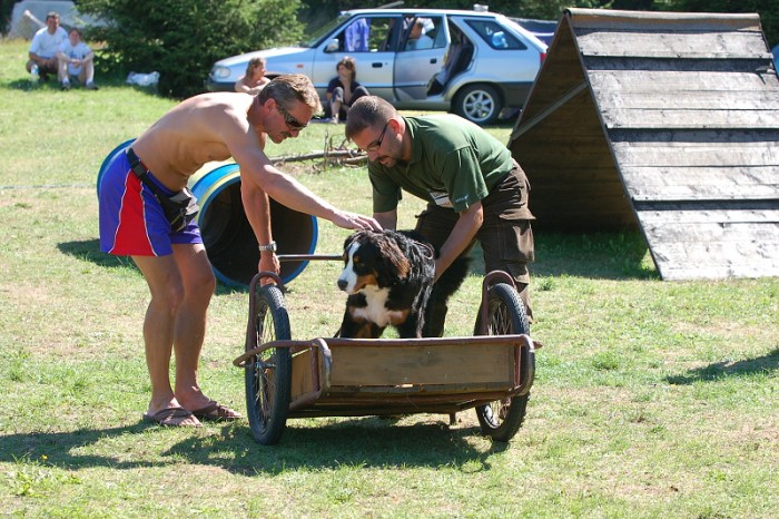 Závody o bronzového a železného psa