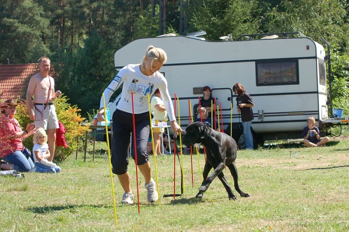 Závody o bronzového a železného psa