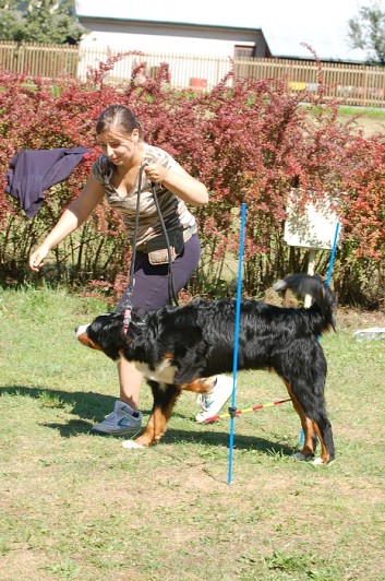 Závody o bronzového a železného psa