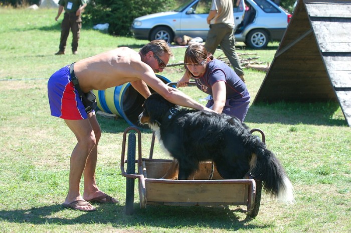 Závody o bronzového a železného psa