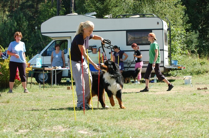 Závody o bronzového a železného psa