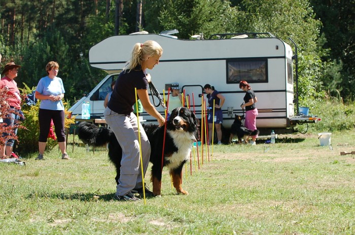 Závody o bronzového a železného psa