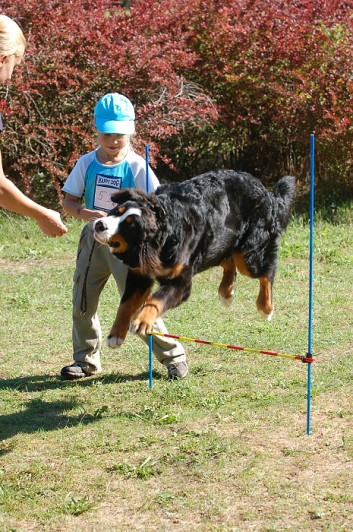 Závody o bronzového a železného psa