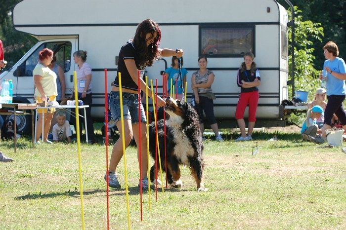 Závody o bronzového a železného psa