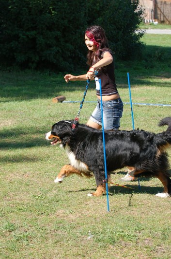 Závody o bronzového a železného psa